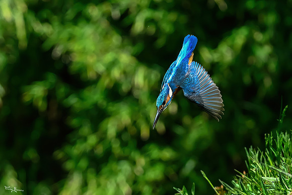 tuinhut1_TH_0693