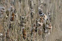 lingezegen_TH_0473