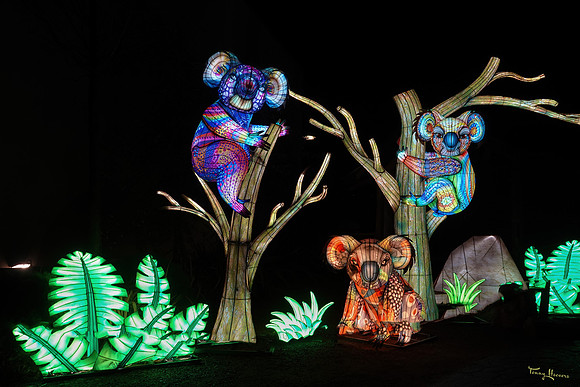 ouwehand_light_zoo_TH_0084