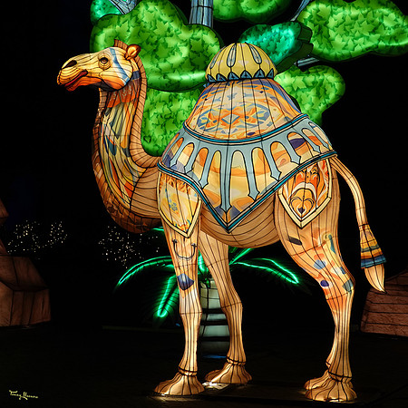 ouwehand_light_zoo_TH_0060