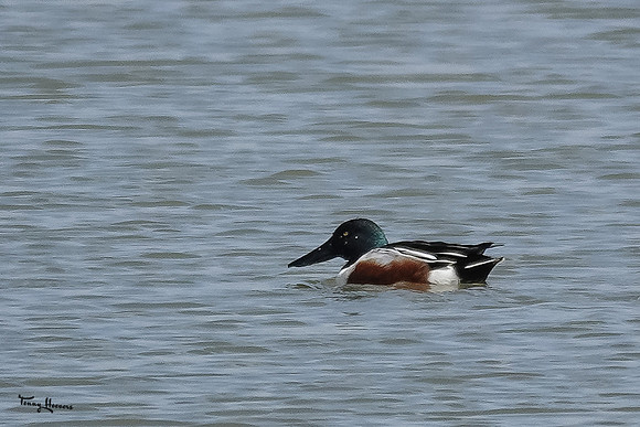 lingezegen_TH_0600
